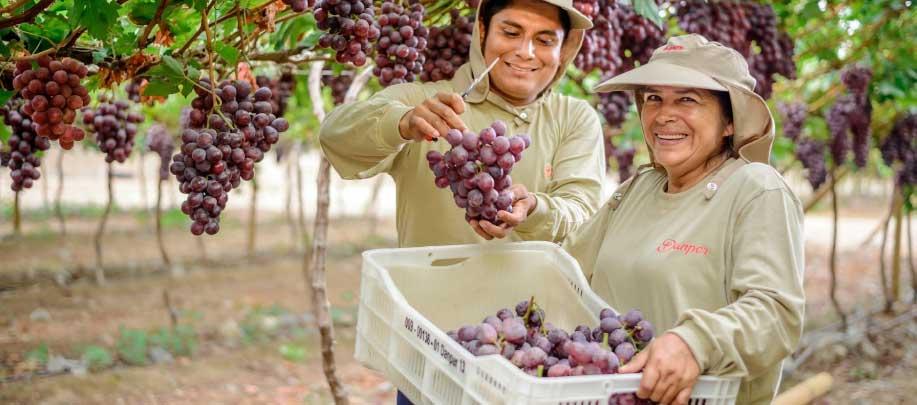 agroindustria Danper