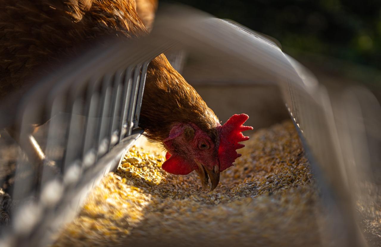 erp and chicken feed